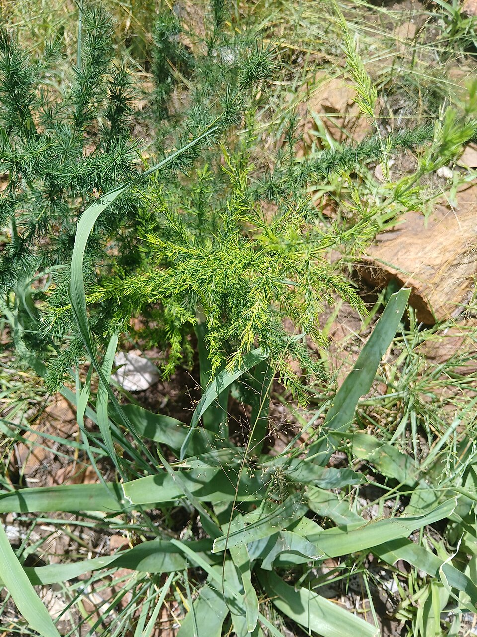 Asparagus schoberioides