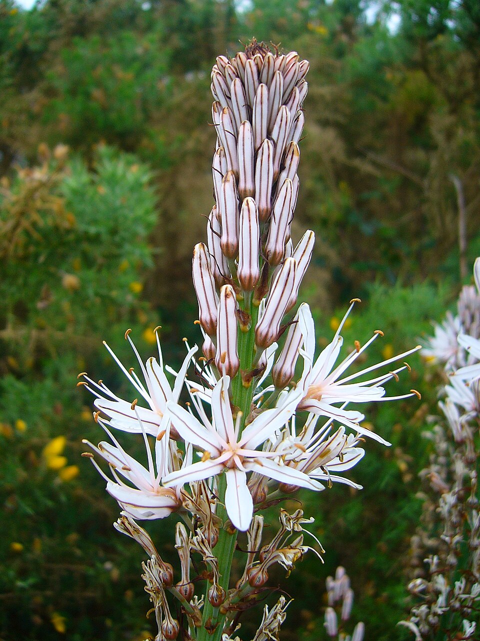 Asfodel alb — Asphodelus albus