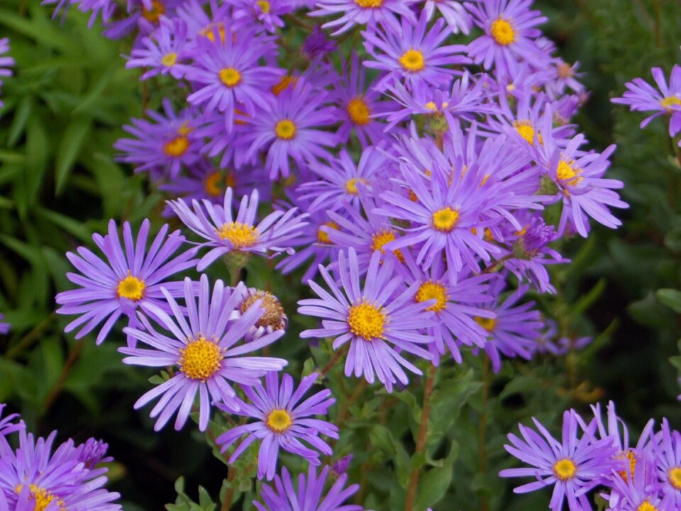 Aster italian