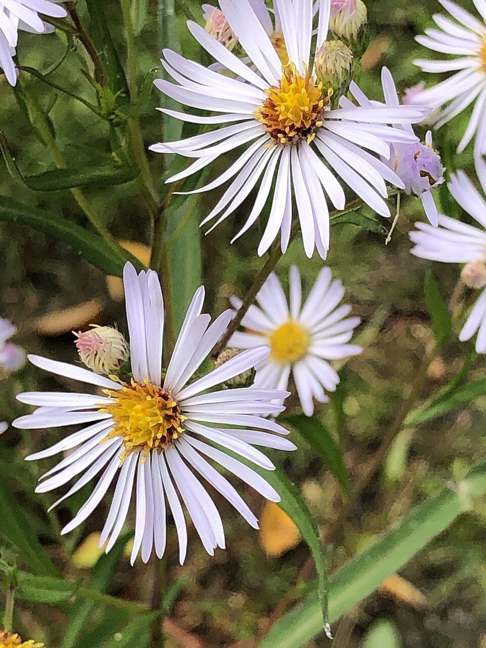 Aster cu panicule albe — Aster lanceolatus