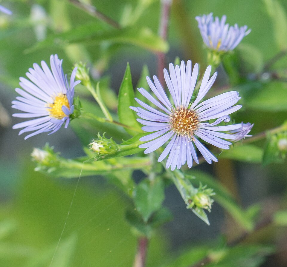 Aster cu tulpina purpurie