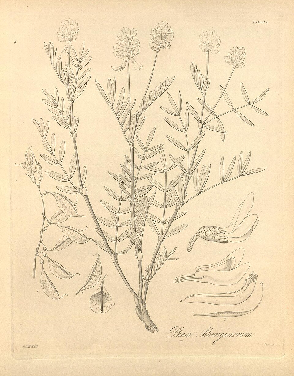 Indian Milkvetch