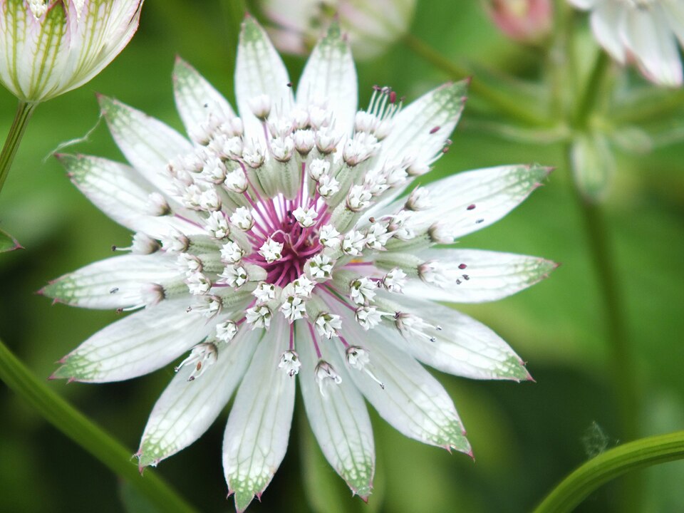Masterwort mare — Astrantia major