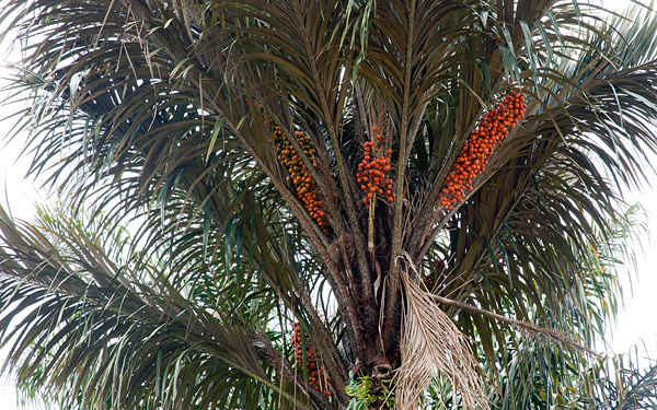 Tucuma