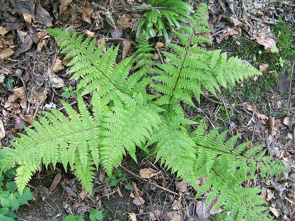 Ferigă de lady — Athyrium filix-femina
