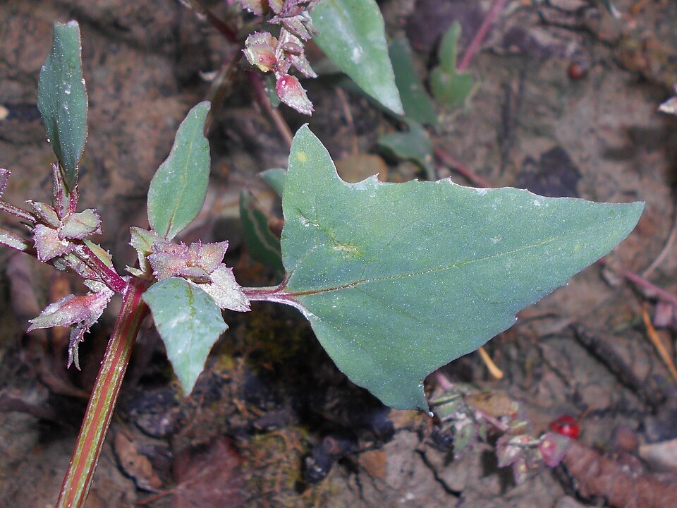 Ștevie — Atriplex hastata