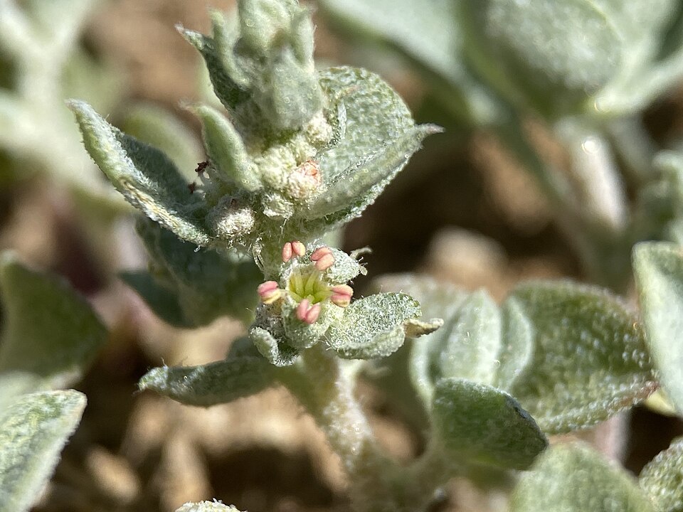 Sărișoara lui Powell — Atriplex powellii