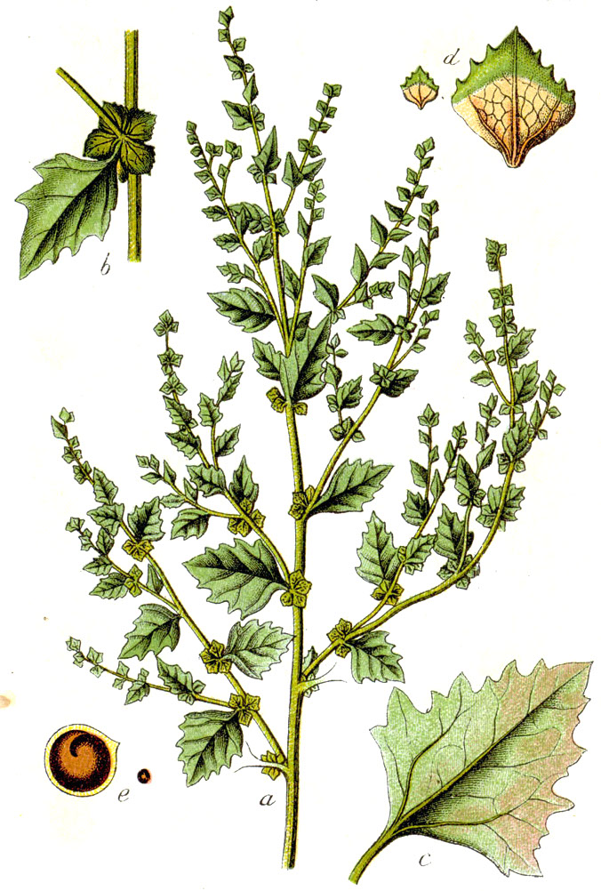 Tumbling saltweed — Atriplex rosea