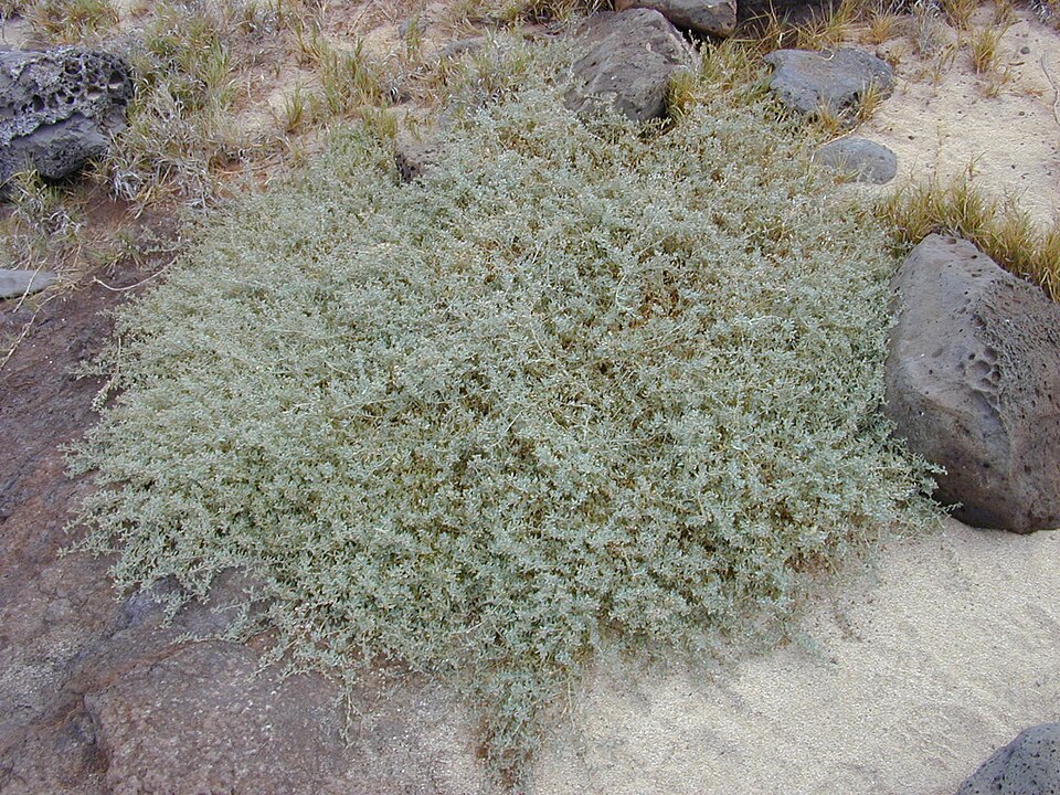 Sărătură australiană — Atriplex semibaccata