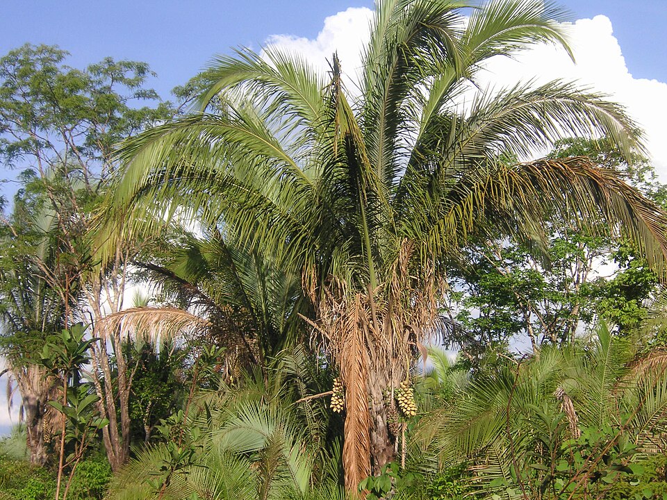 Babassu