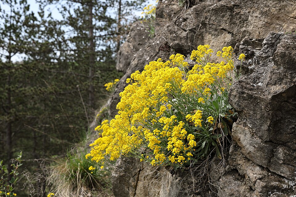 Alyssum auriu — Aurinia saxatilis