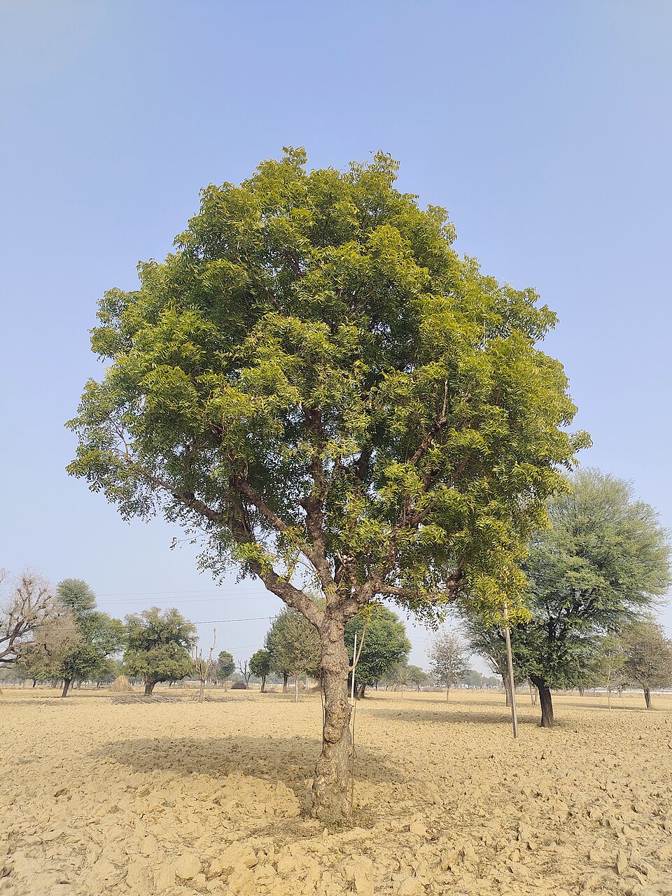 Neem