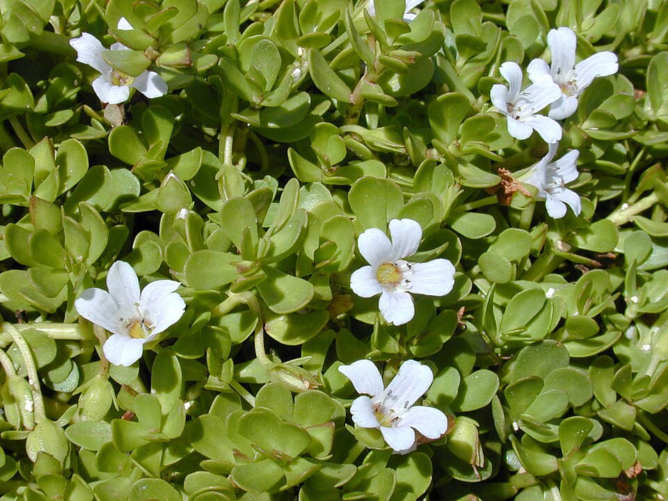Iarba Grației — Bacopa monnieri