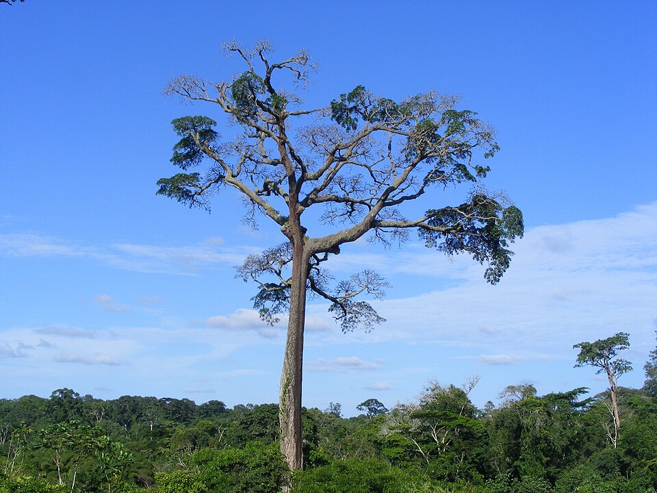 Lemn de par african — Baillonella toxisperma