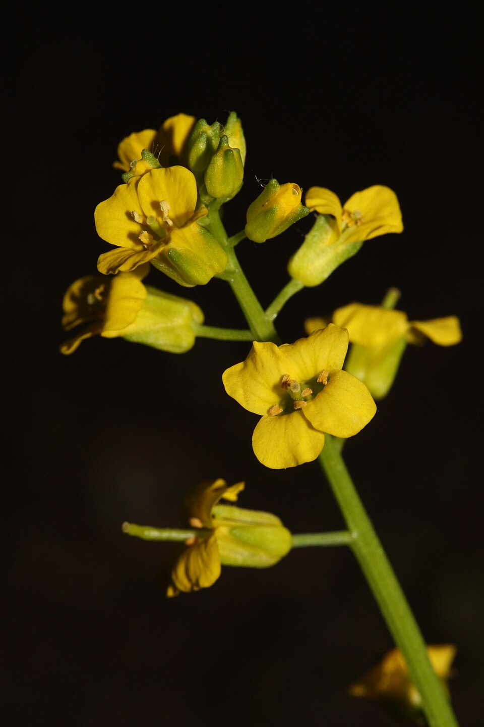 American Yellowrocket — Barbarea orthoceras