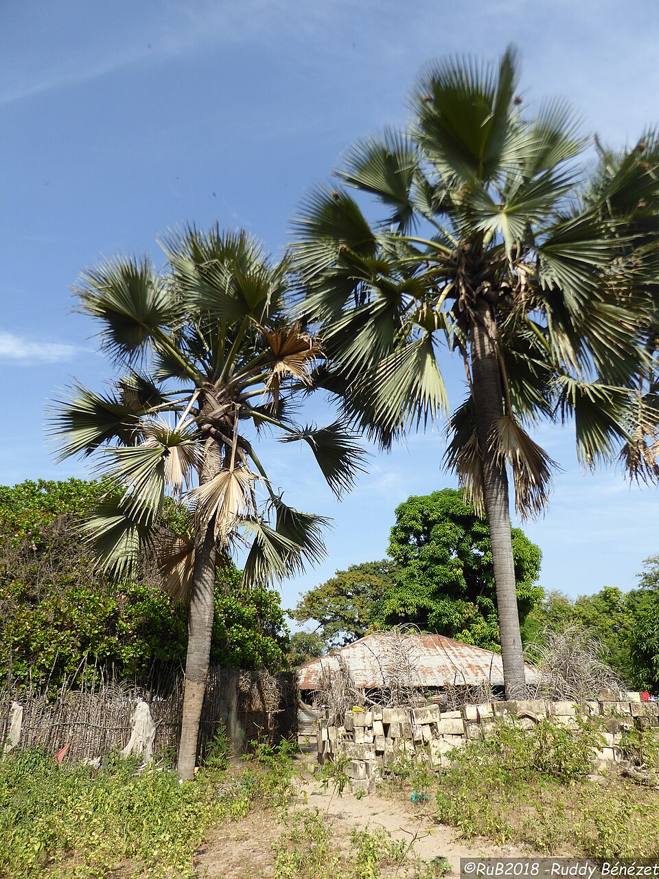 Palmierul african