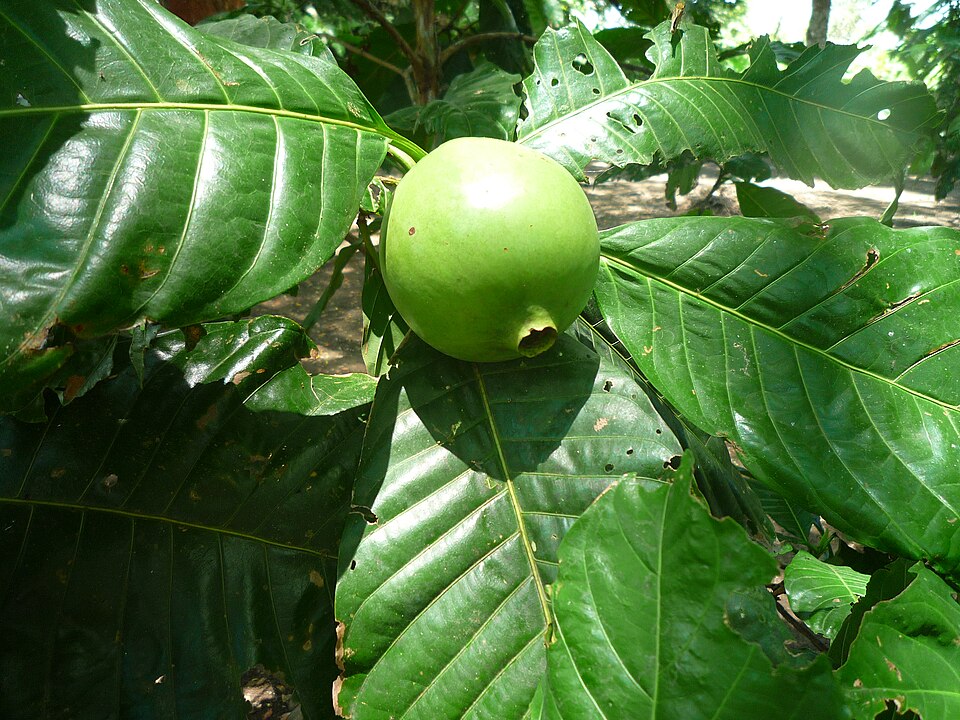 Borojo