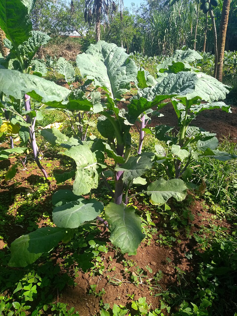 Varză abisiniană — Brassica carinata