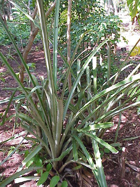 Ananas pingouin