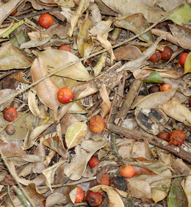 Breadnut — Brosimum alicastrum