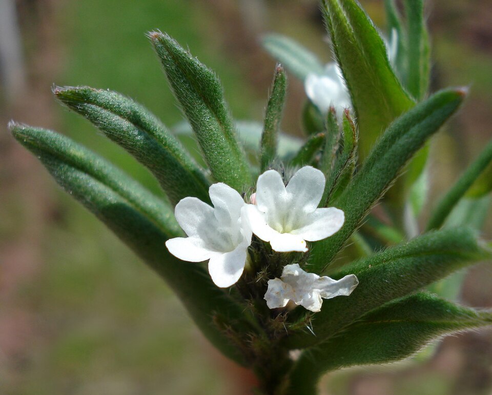 Gromwell de câmp