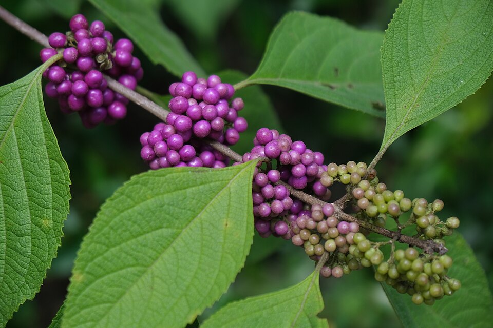 Callicarpa americană