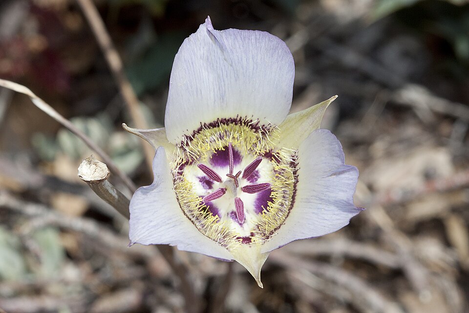 Crinul mariposa din Arizona — Calochortus ambiguus