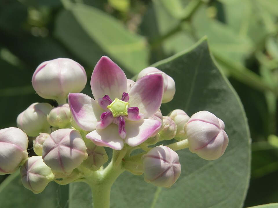 Auricula Tree