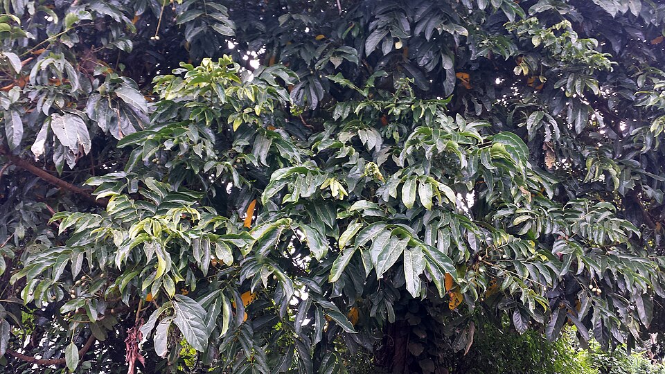 Elemi african