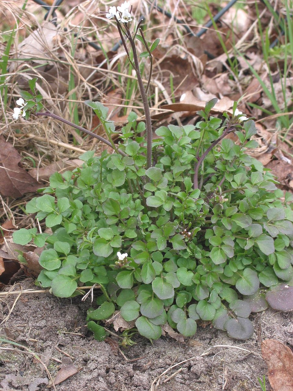 Cardama păroasă — Cardamine hirsuta