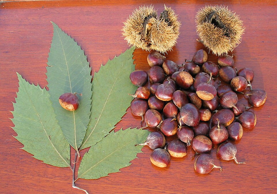 Castan american — Castanea dentata