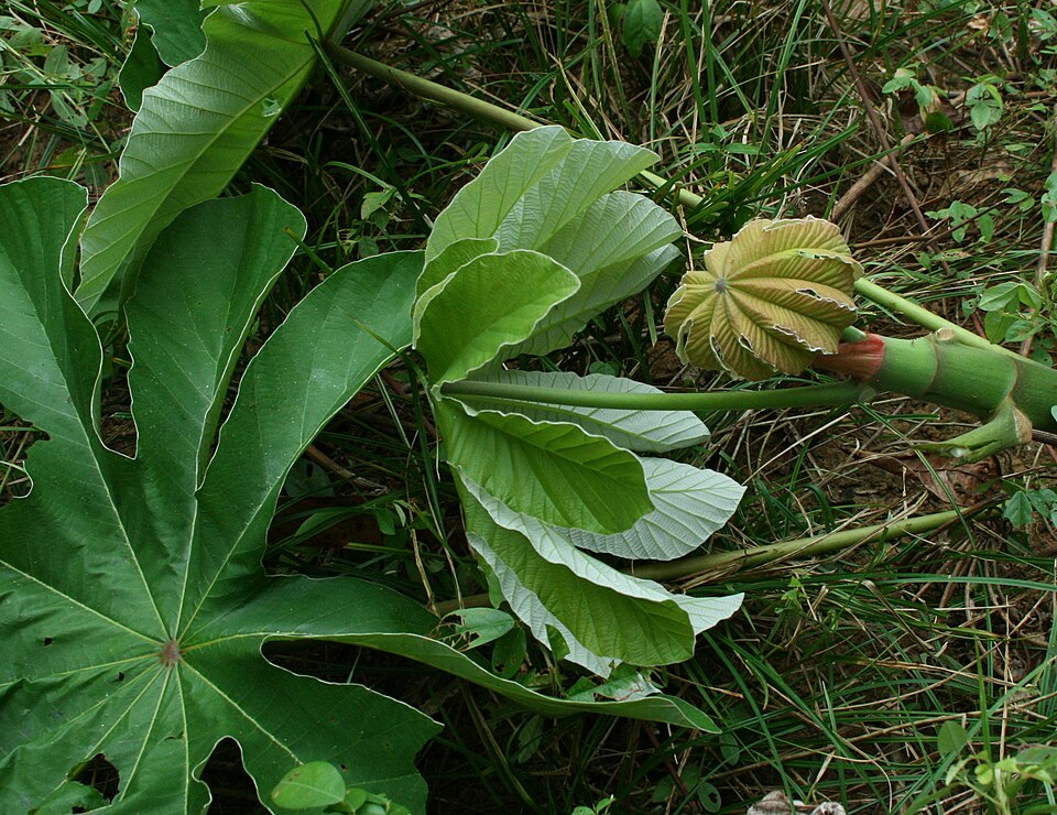 Arborele Trompetă