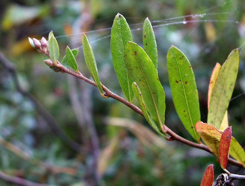 Leather Leaf