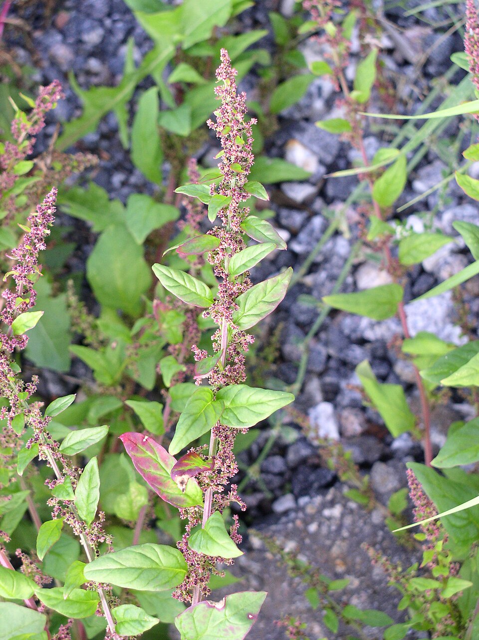 All-Seed — Chenopodium polyspermum