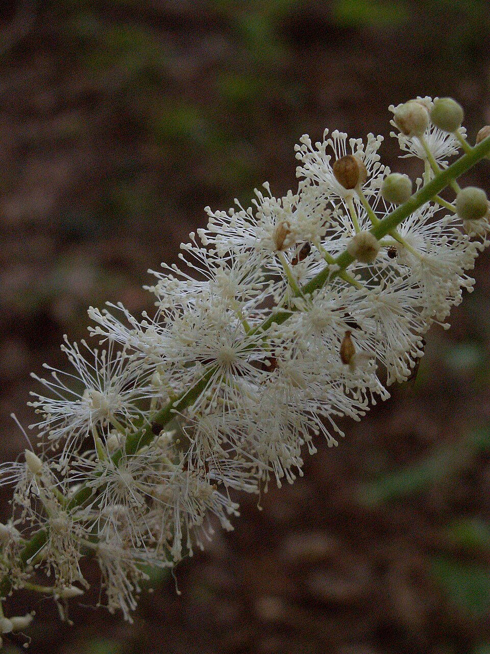 Cimicifuga