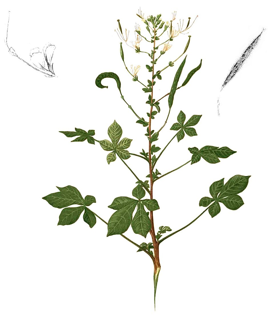Floare de păianjen africană