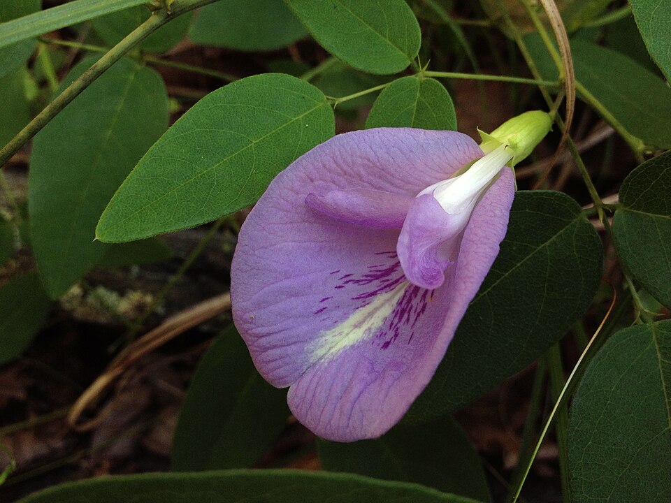 Aripioare de porumbel atlantice