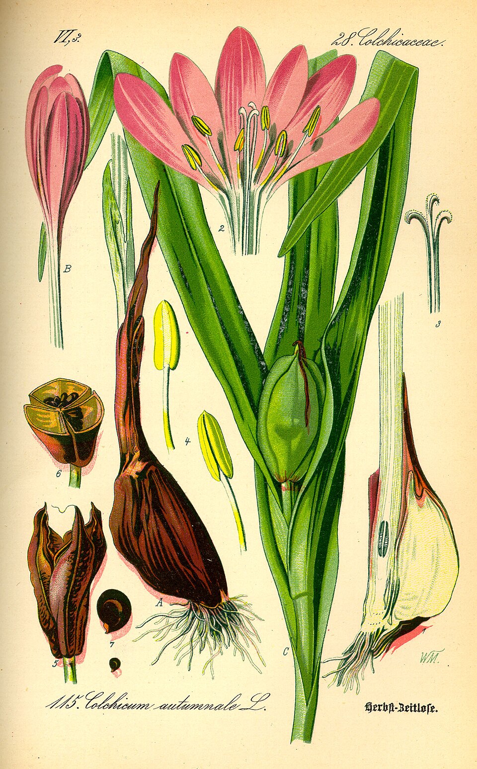 Brândușă de toamnă — Colchicum autumnale