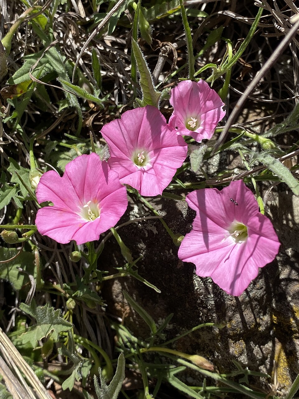 Volbura australiană — Convolvulus erubescens