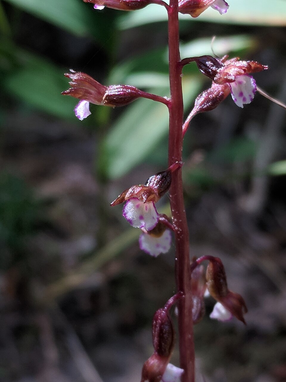 Coralroot de toamnă