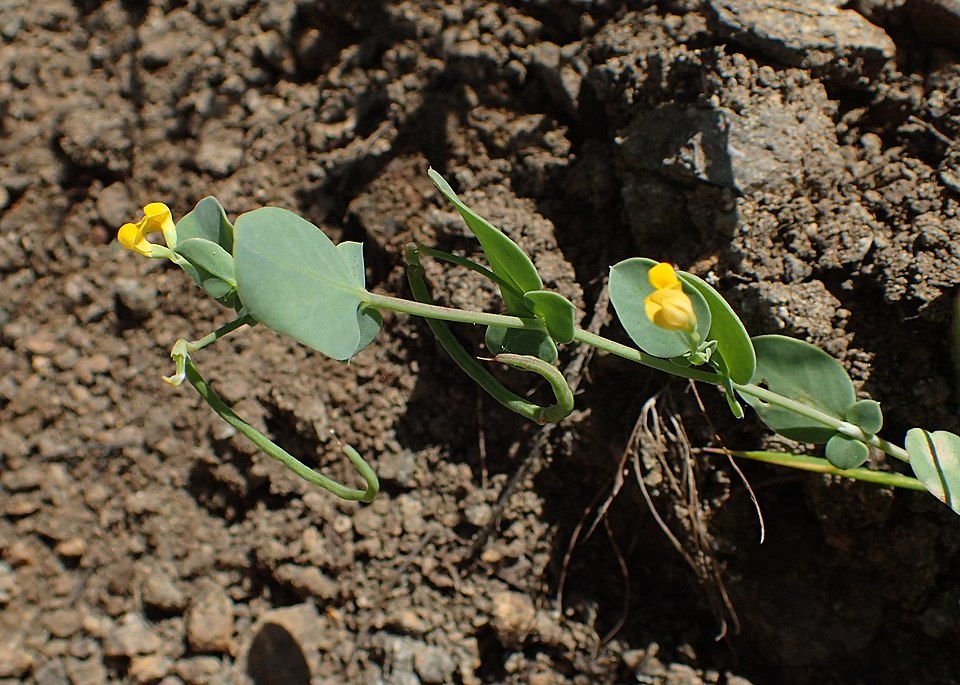 Coronilă anuală — Coronilla scorpioides