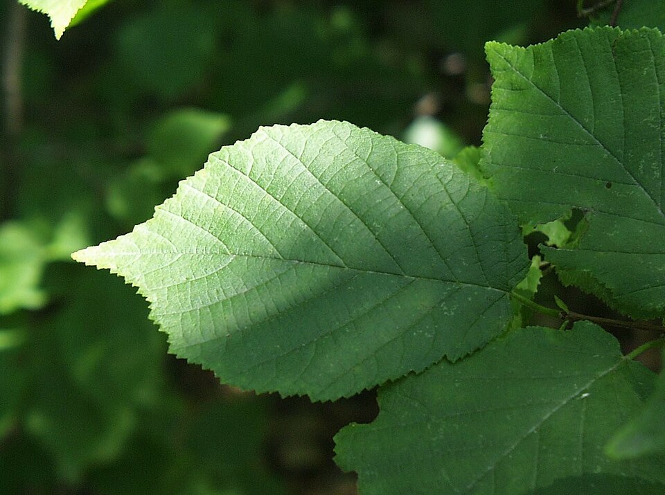 Alun american — Corylus americana