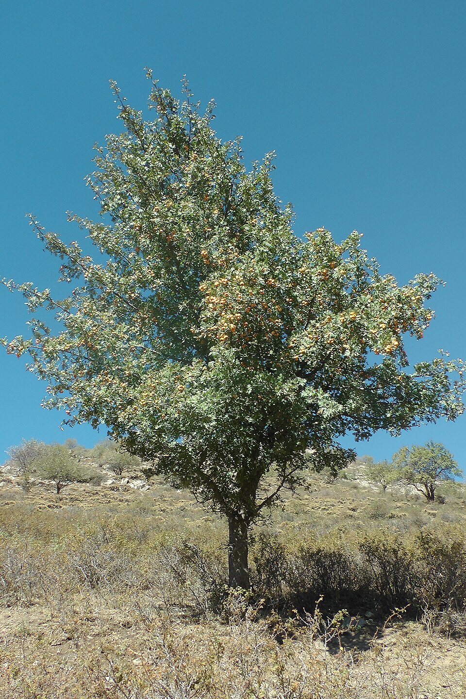 Crataegus altaica — Crataegus altaica