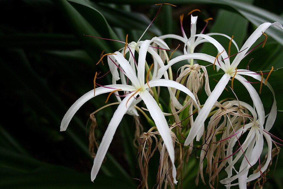 Bulb otrăvitor asiatic — Crinum asiaticum