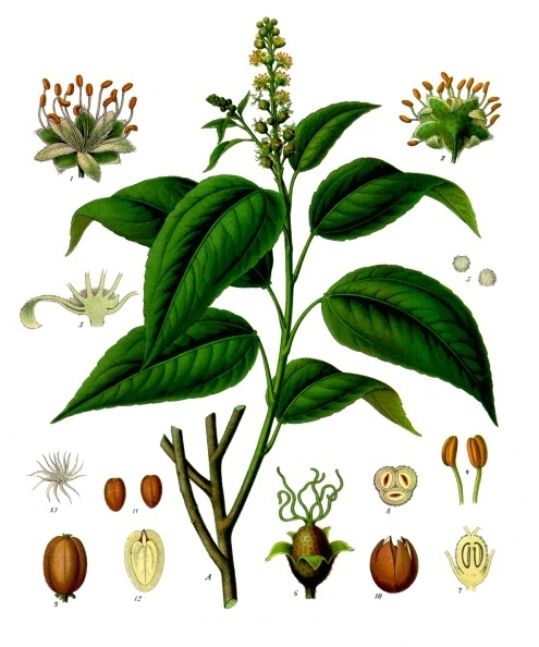 Arborele de ulei de croton