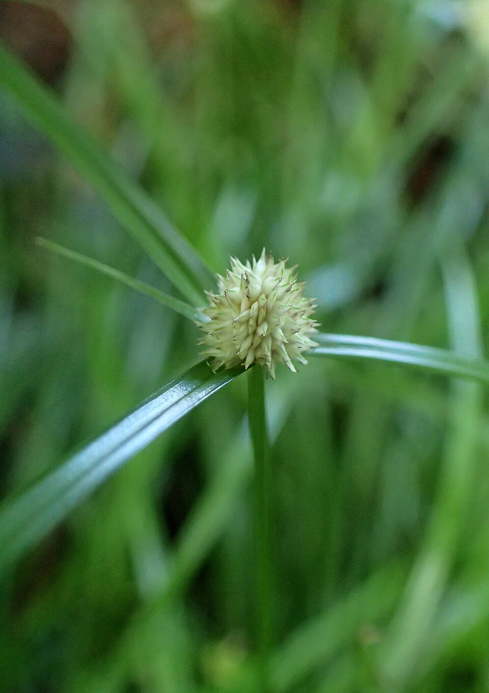 Bhada — Cyperus cephalotes