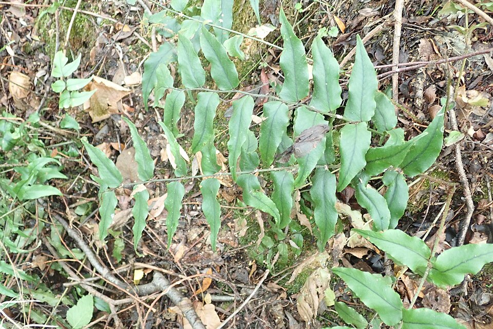 Feriga asiatică cu nervuri în plasă — Cyrtomium fortunei