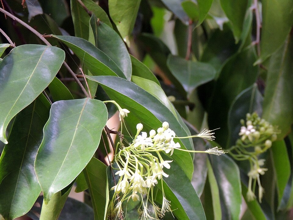 Fructul Maimuței