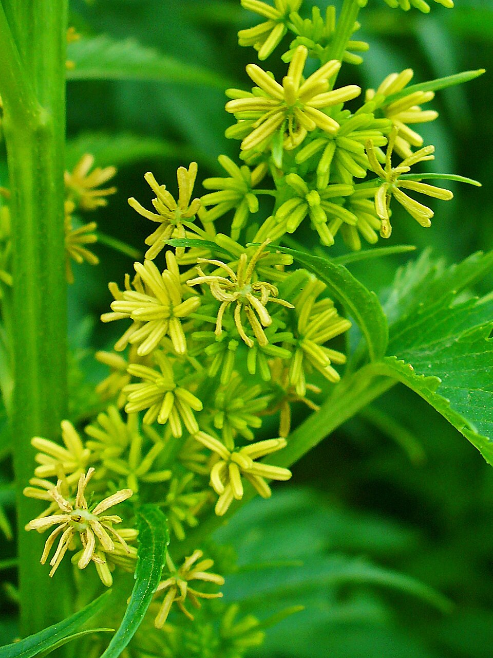 Acalbir — Datisca cannabina