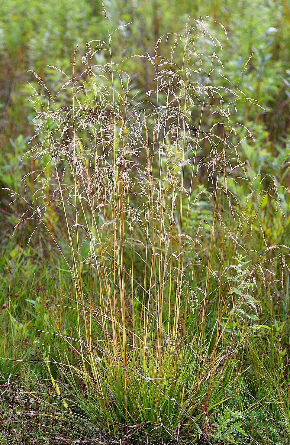 Iarbă smocurișoară — Deschampsia caespitosa